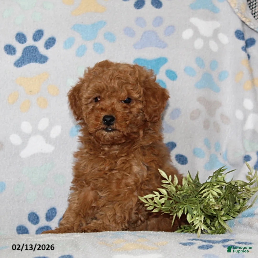 Toy Poodle dogs for sale: Timber - Ad 1