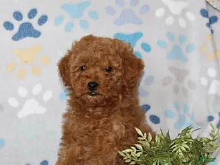 Toy Poodle dogs Timber - Ad 25