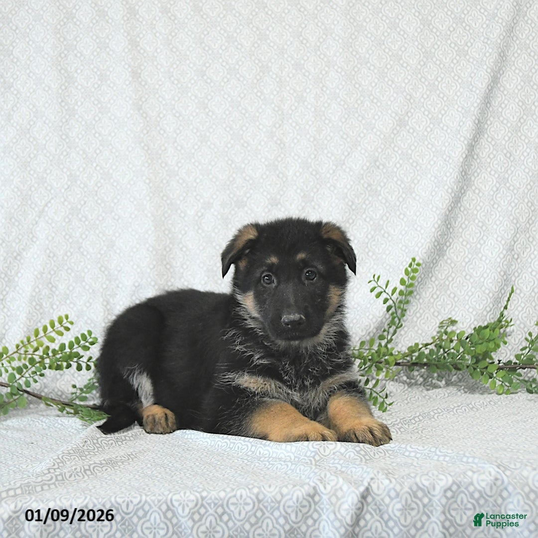 German Shepherd dogs for sale: Maggy - Ad 2