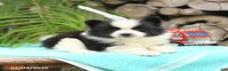 Pomeranian dogs for sale: Chip  - Ad 3