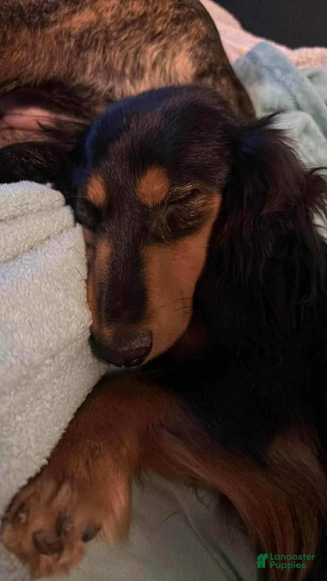 Dachshund dogs for sale: Dachshund Puppy 1 - Ad 3