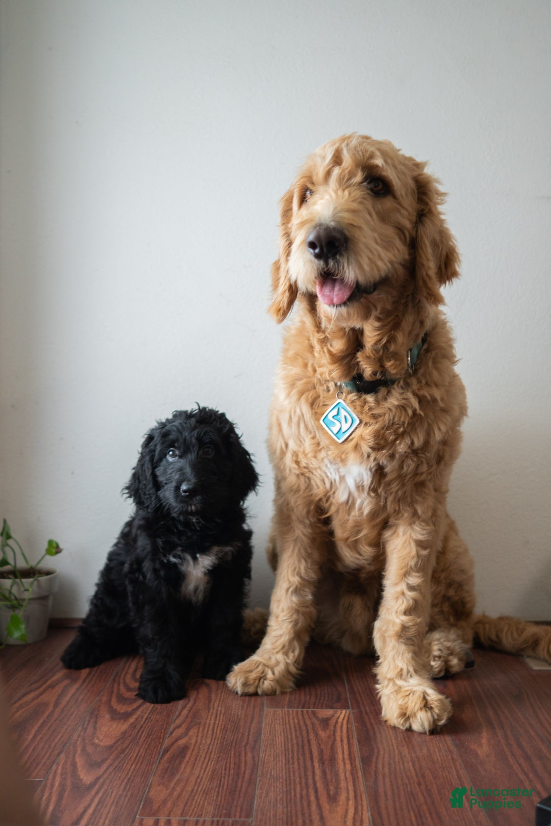 Mixed Breed dogs for sale: Mixed Breed Puppy 2 - Ad 3