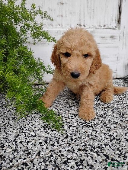 Mini Goldendoodle dogs Mini Goldendoodle 6 Lovey - Ad 3