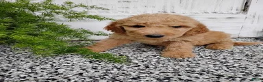 Mini Goldendoodle 6 Lovey