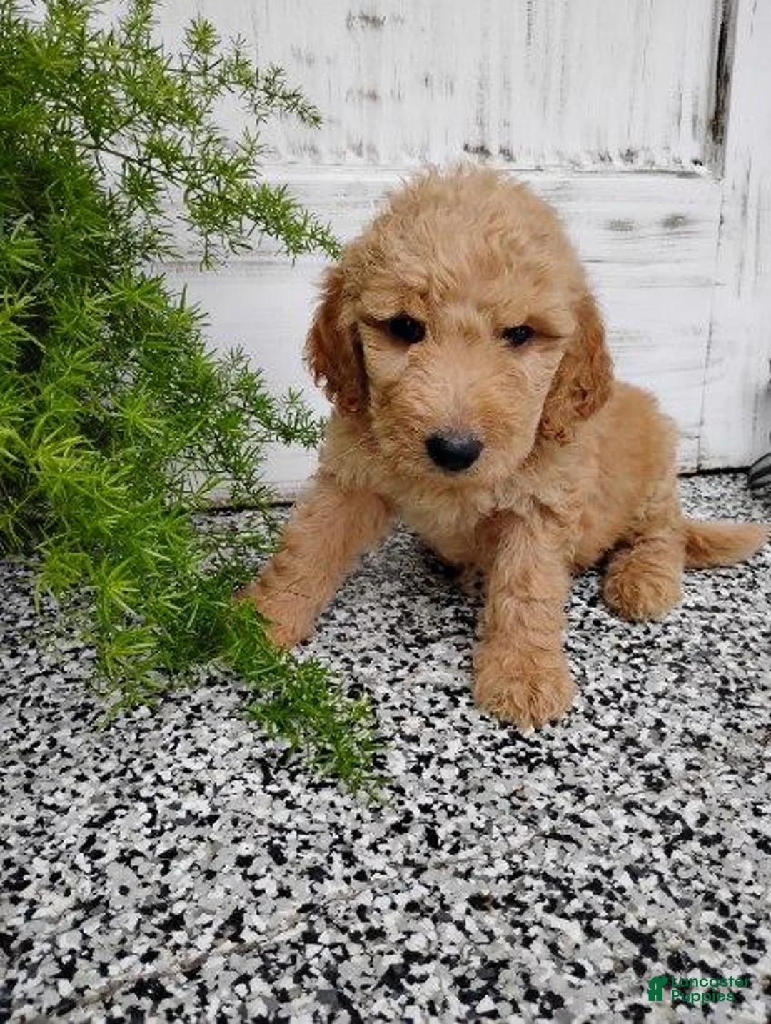 Mini Goldendoodle dogs for sale: Mini Goldendoodle 6 Lovey - Ad 1