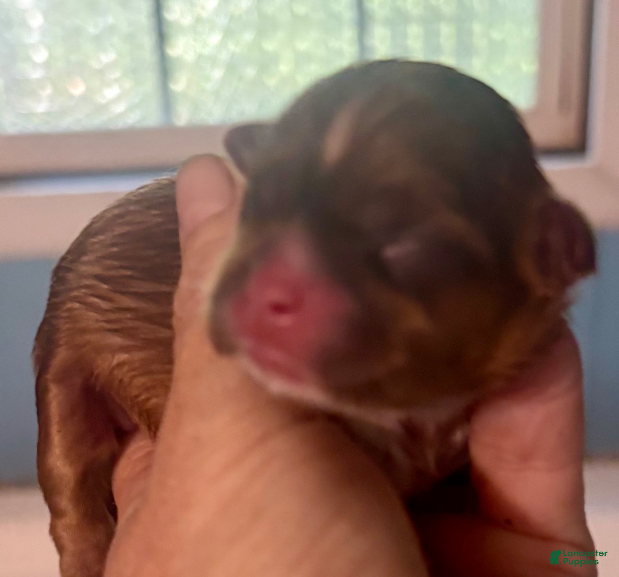 Shih Tzu dogs Shih Tzu Puppy 3 - Ad 18