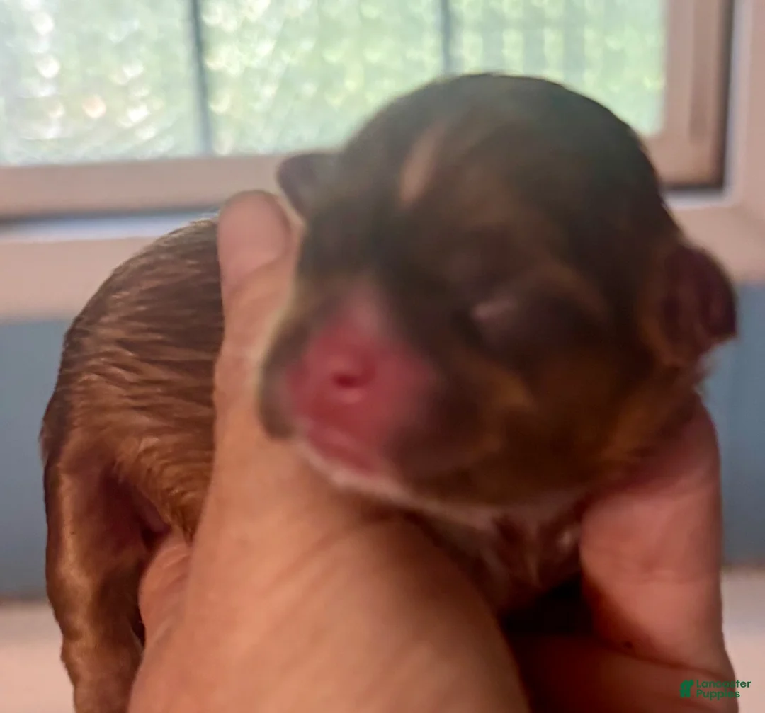 Shih Tzu dogs for sale: Shih Tzu Puppy 3 - Ad 1