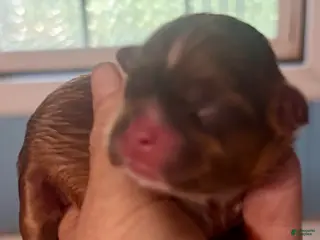 Shih Tzu dogs Shih Tzu Puppy 3 - Ad 18