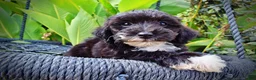 Havapoo dogs for sale: Kudos - Ad 3