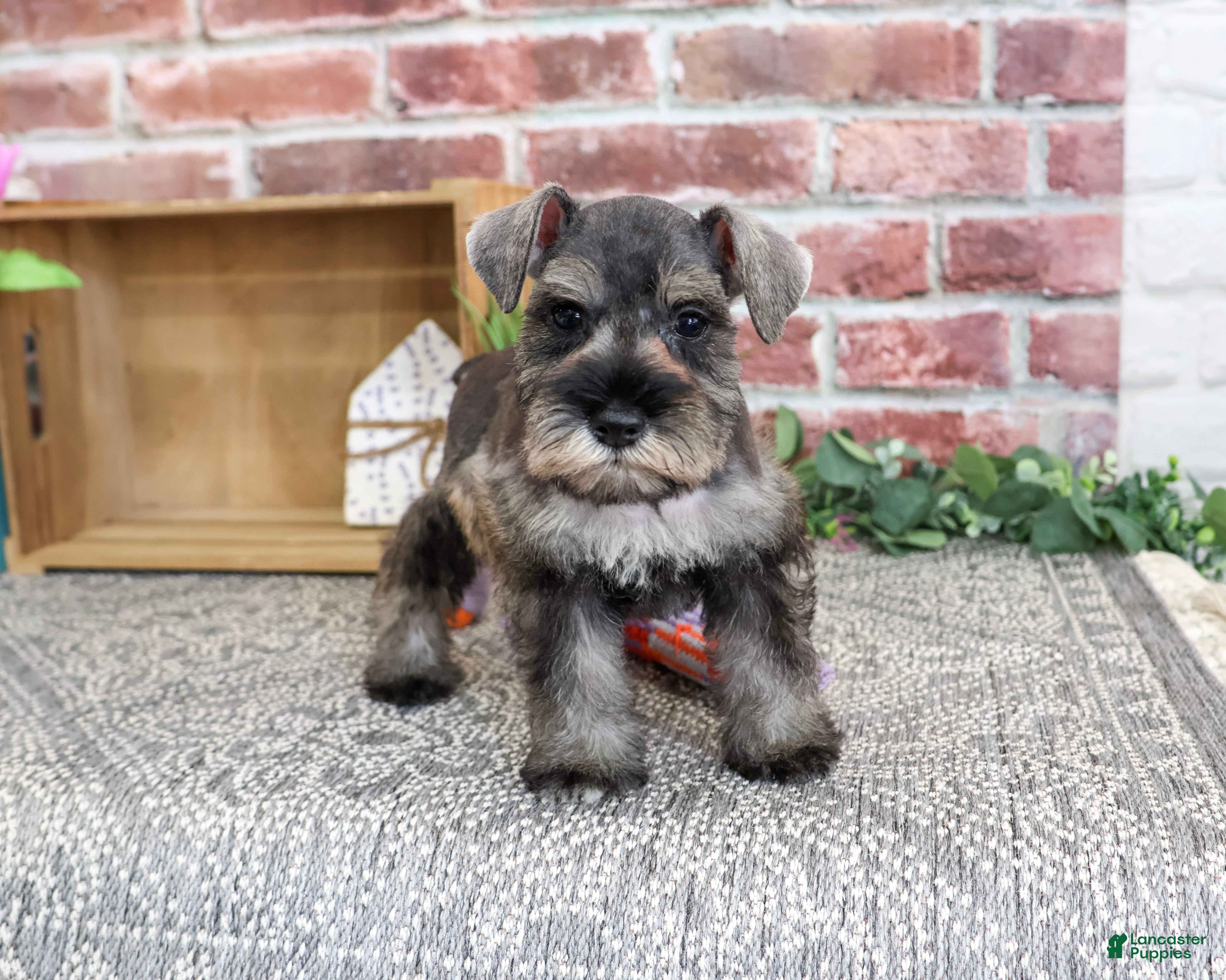 Miniature Schnauzer dogs Autumn - Ad 41