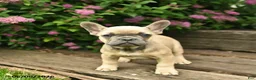 French Bulldog dogs for sale: Lacey - Ad 5