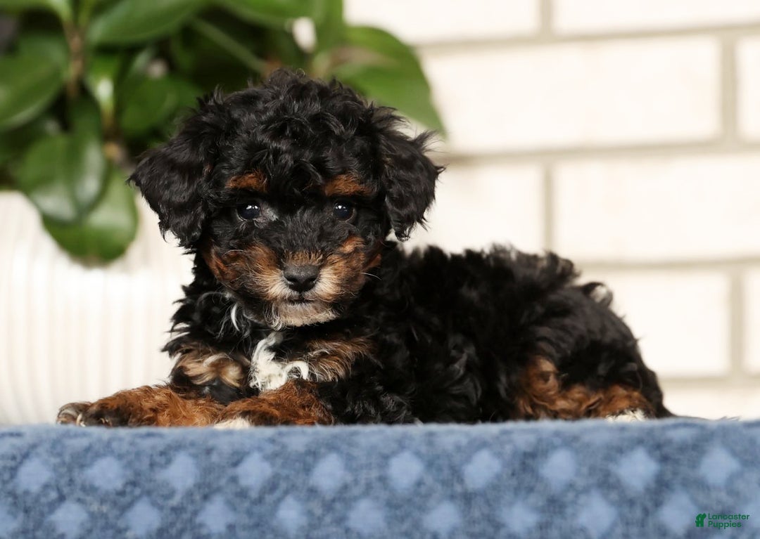 Havapoo dogs for sale: Ender - Ad 4