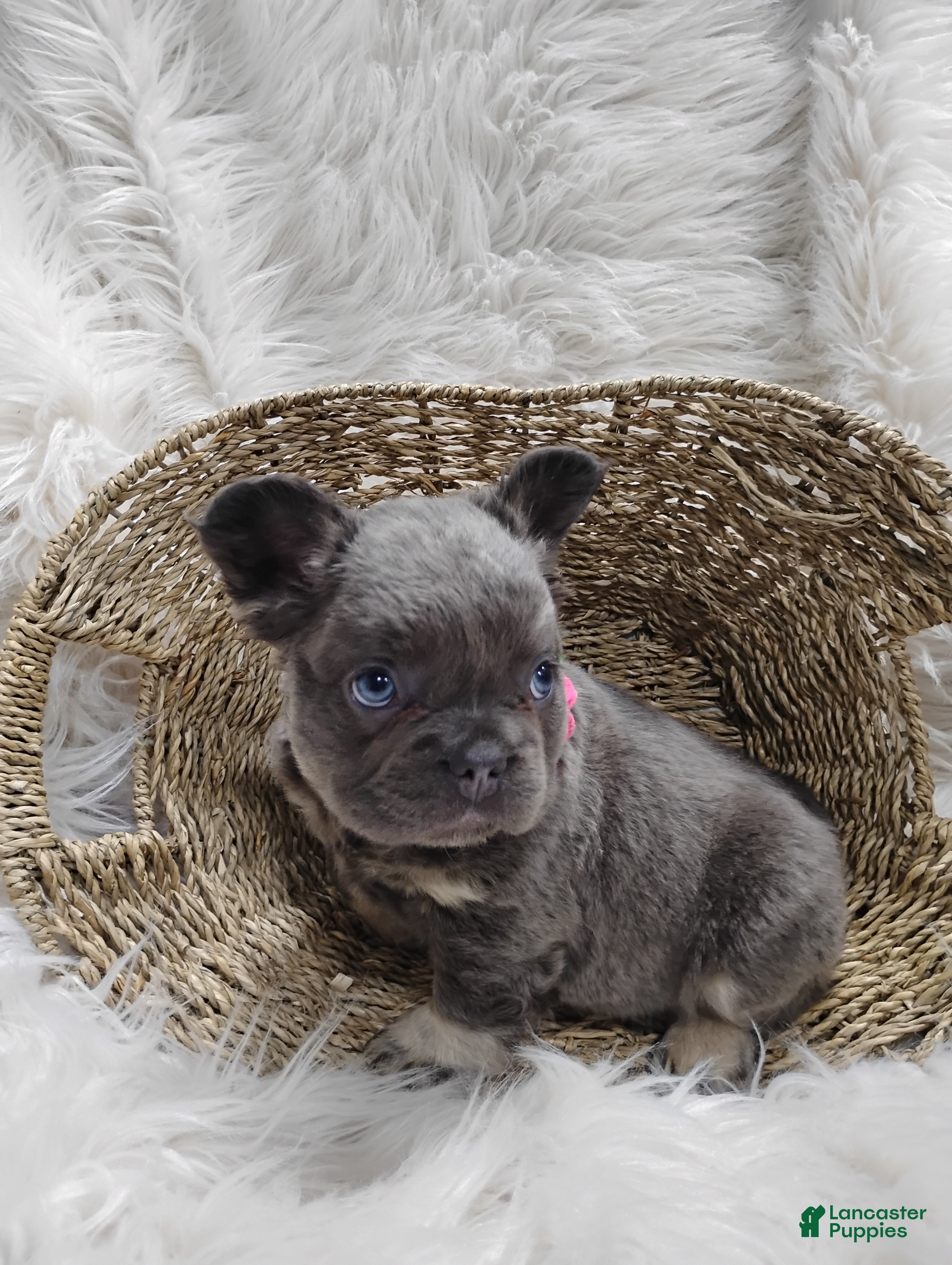 French Bulldog dogs Ember  - Ad 1