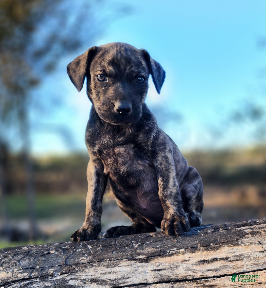 Catahoula Leopard Dog dogs for sale: Tracy II 2025 Female 4 - Ad 7