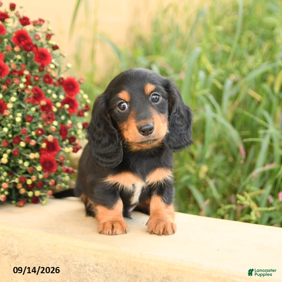 Miniature Dachshund dogs Felix - Ad 2