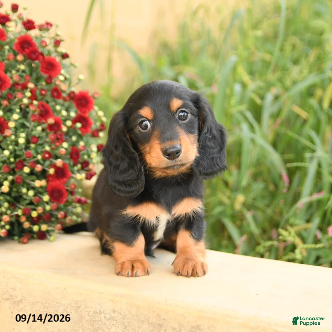 Miniature Dachshund dogs for sale: Felix - Ad 2