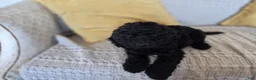 Cockapoo dogs for sale: Zayn - Ad 12