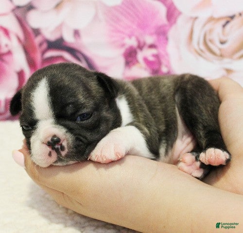 Boston Terrier dogs Rascal - Ad 2