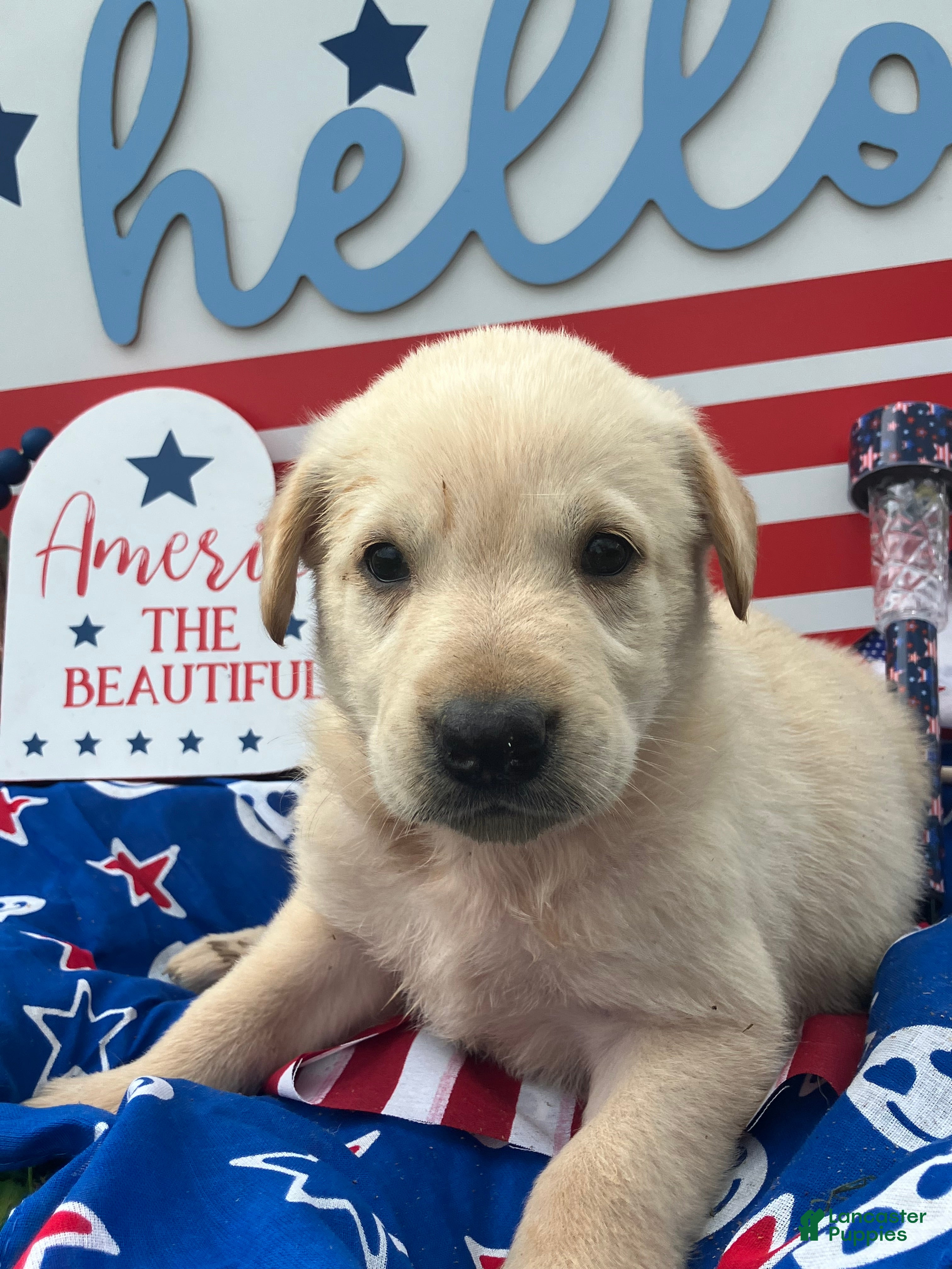 Mixed Breed dogs Liberty  - Ad 18