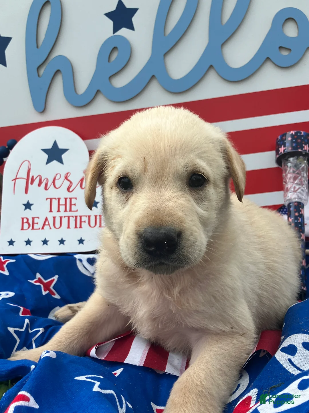 Mixed Breed dogs for sale: Liberty  - Ad 1