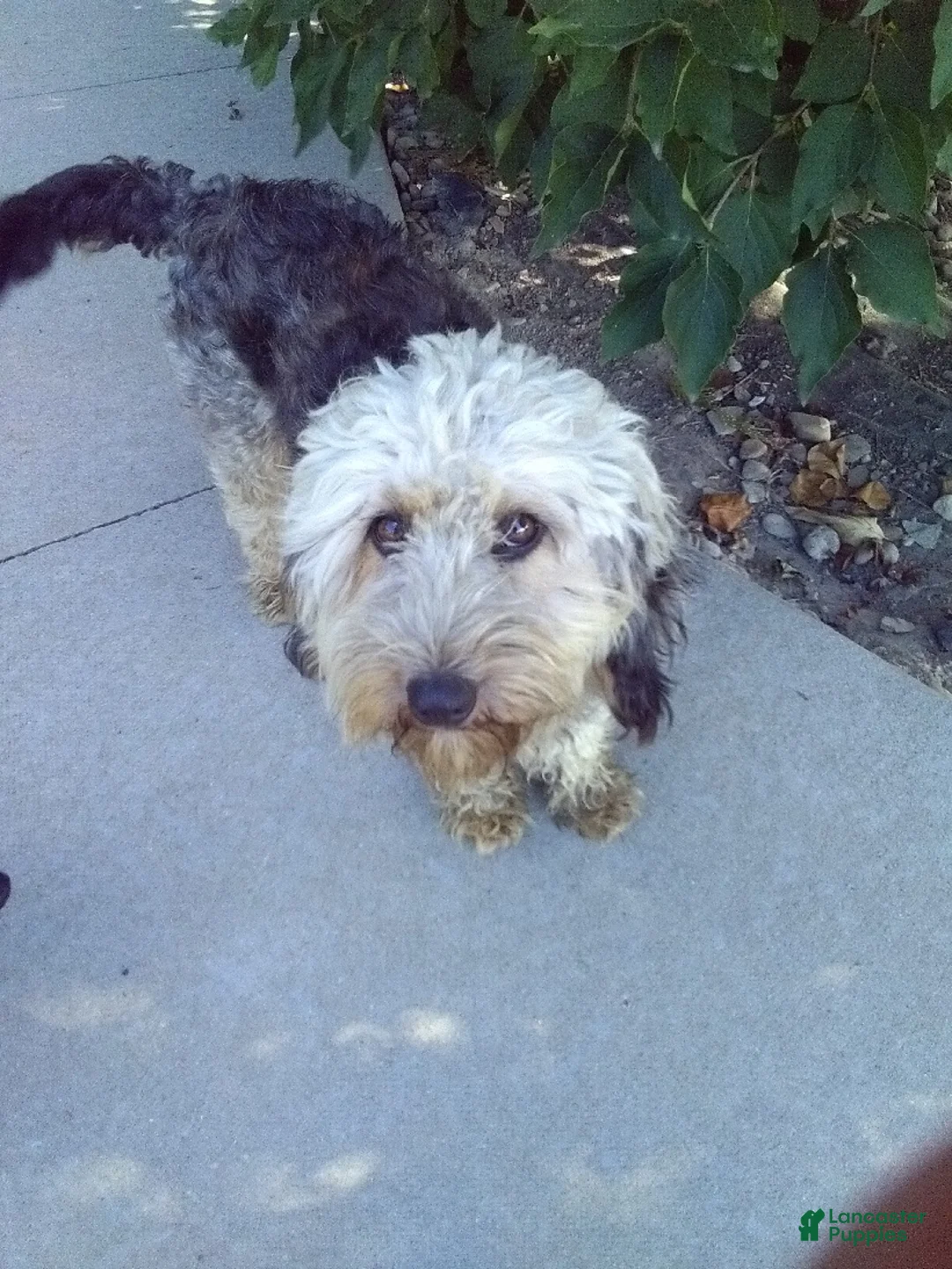 Mixed Breed dogs for sale: Mixed Breed Puppy 1cheyenne - Ad 4