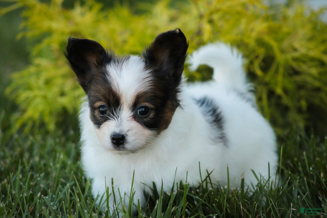Papillon dogs Cosette Papillon  - Ad 2