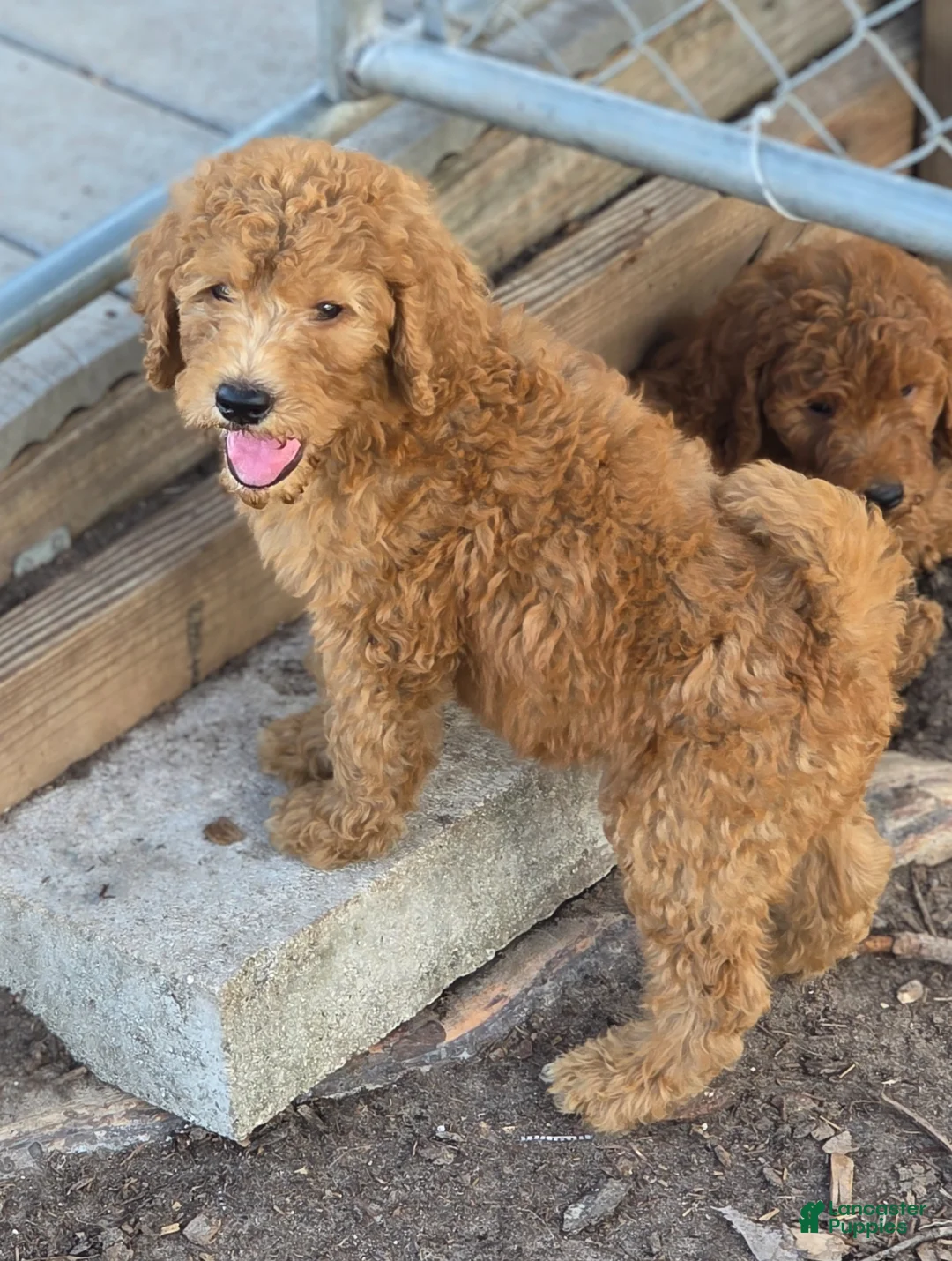 Goldendoodle dogs for sale: Teddie - Ad 1