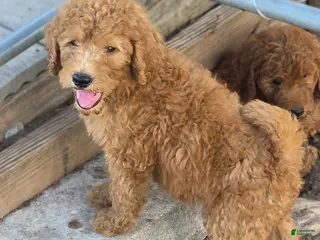 Goldendoodle dogs Teddie - Ad 14