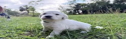 Golden Retriever dogs for sale: Blitz of Avalon male golden retriever - Companion family profile - Ad 11