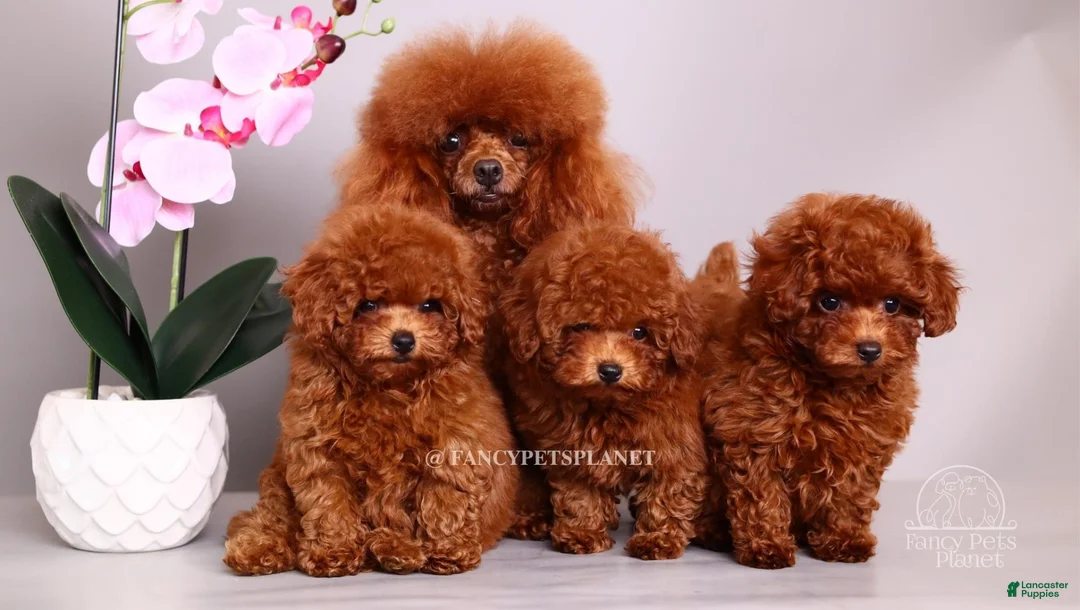 Toy Poodle dogs for sale: HÉLÈNE TINY RED TEACUP TOY POODLE GIRL - Ad 12