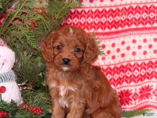 Cavapoo dogs Velcro - Ad 34