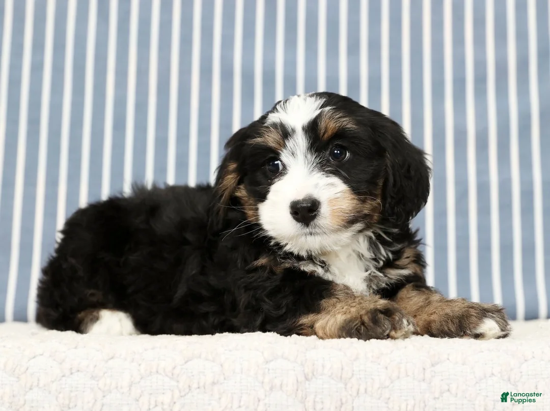 Mini Bernedoodle dogs for sale: Trixie - Ad 7