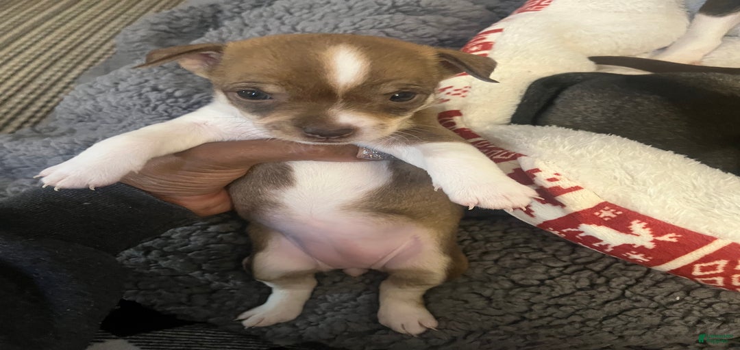 Gallery Image {{count}}