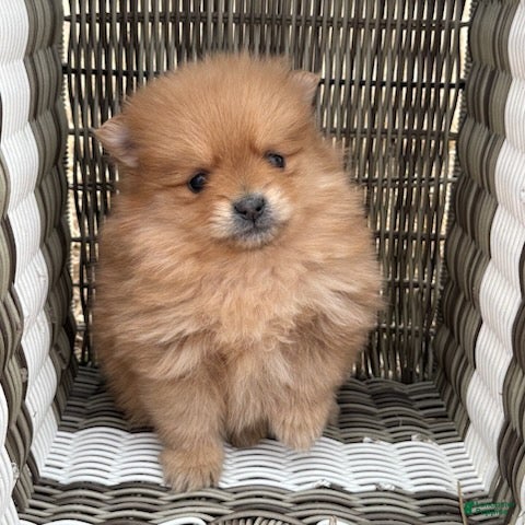 Pomeranian dogs Cassie - Ad 1