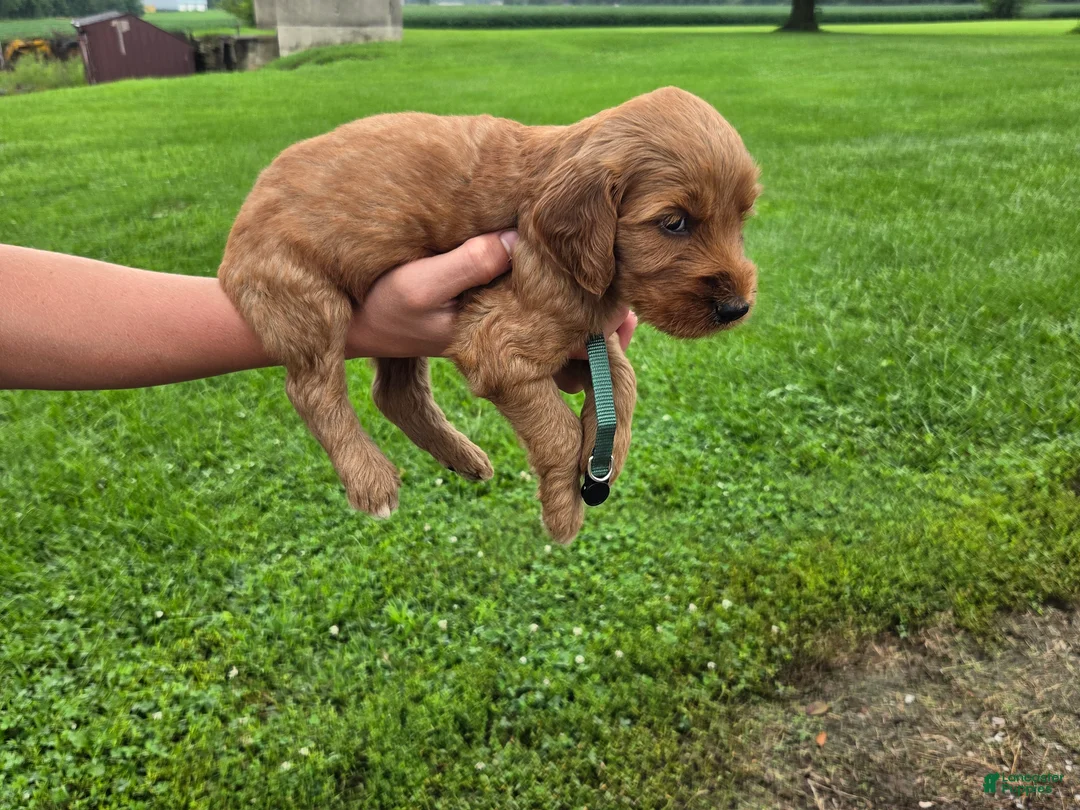 Mixed Breed dogs for sale: Mixed Breed 4 Camo - Ad 2