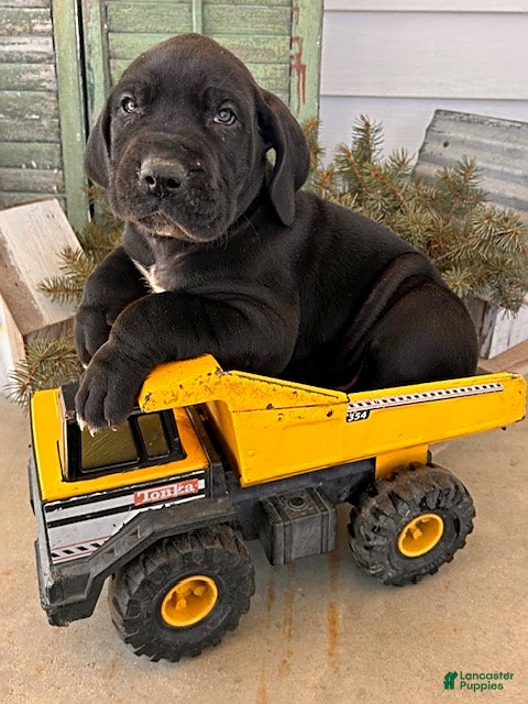 Great Dane dogs Remington - Ad 2