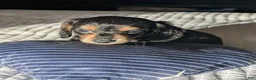 Miniature Dachshund dogs for sale: Blueberry muffin and lightnings litter - Ad 3
