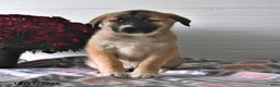 Mixed Breed dogs for sale: Sage - Ad 3
