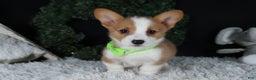 Welsh Corgi Pembroke dogs for sale: Hudson - Ad 21