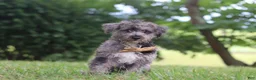 Yorkiepoo dogs for sale: Winston - Ad 10