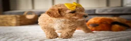 Miniature Poodle dogs for sale: Jimbo💙 - Ad 10