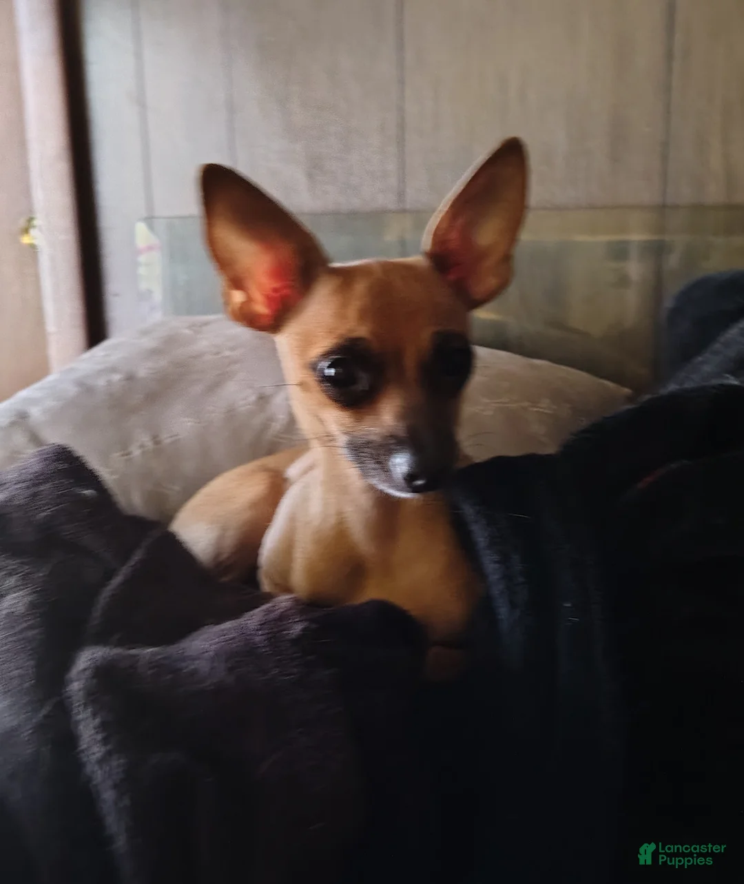 Chihuahua dogs for sale: Chihuahua Puppy 1 - Ad 2