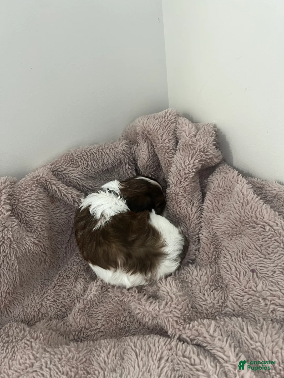 Miniature Dachshund dogs for sale: Cookie - Ad 3