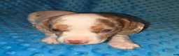 Dachshund dogs for sale: Dachshund 1 - Ad 6