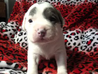 Mixed Breed dogs "SZA" - Ad 16