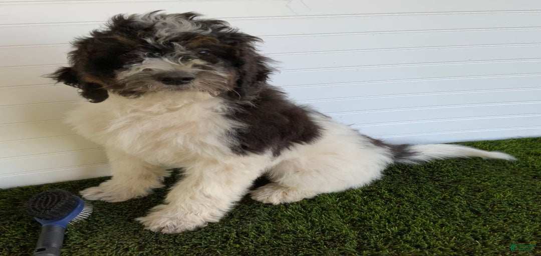 Gallery Image {{count}}