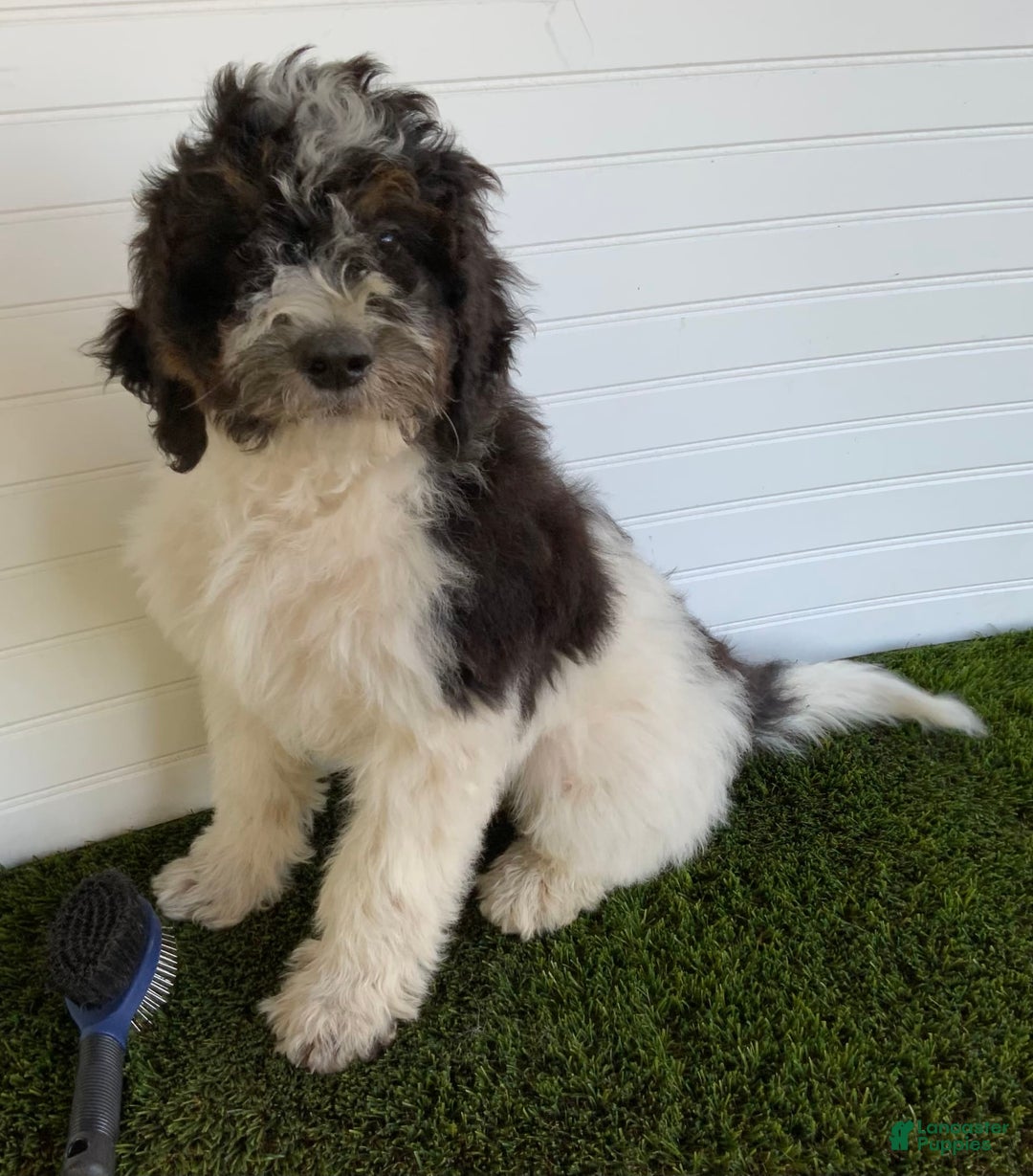 Gallery Image {{count}}