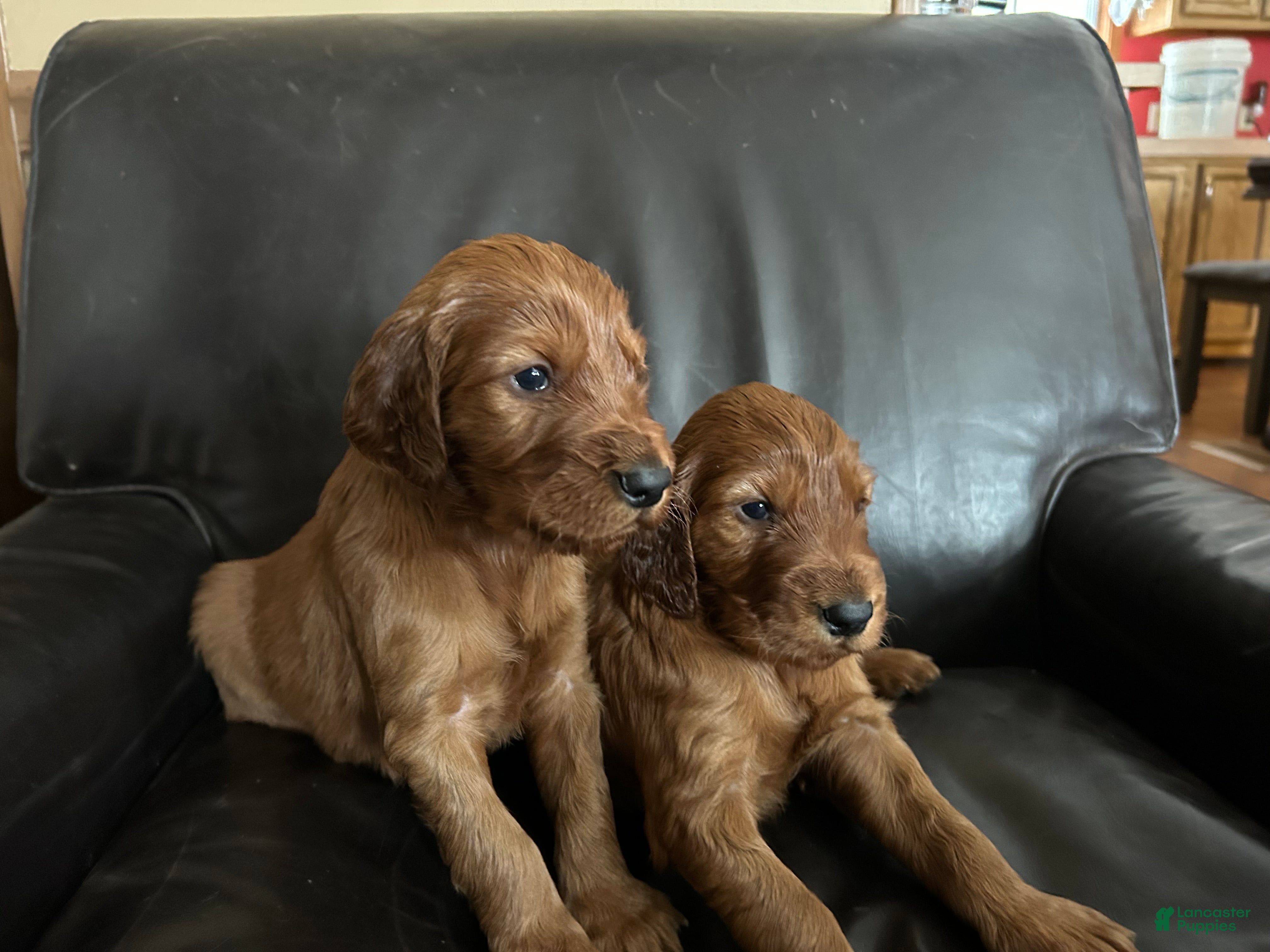 Irish Setter dogs Irish Setter Puppy 5 - Ad 11