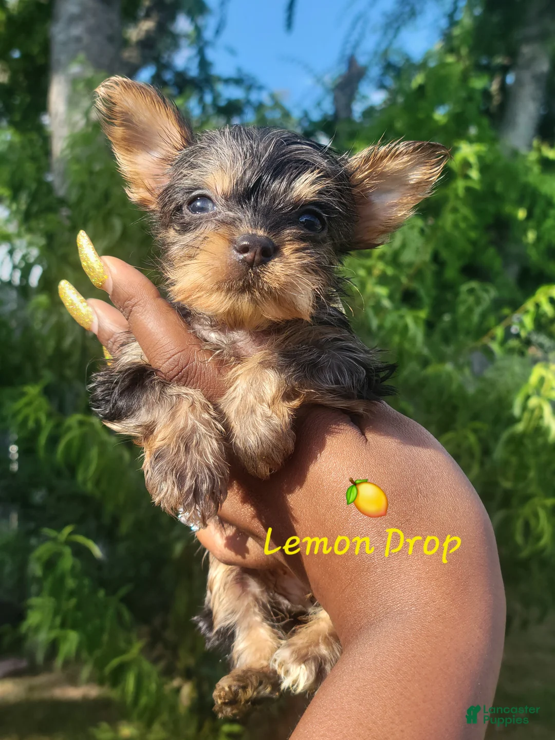 Yorkshire Terrier dogs for sale: Traditional Merle Female  - Ad 2