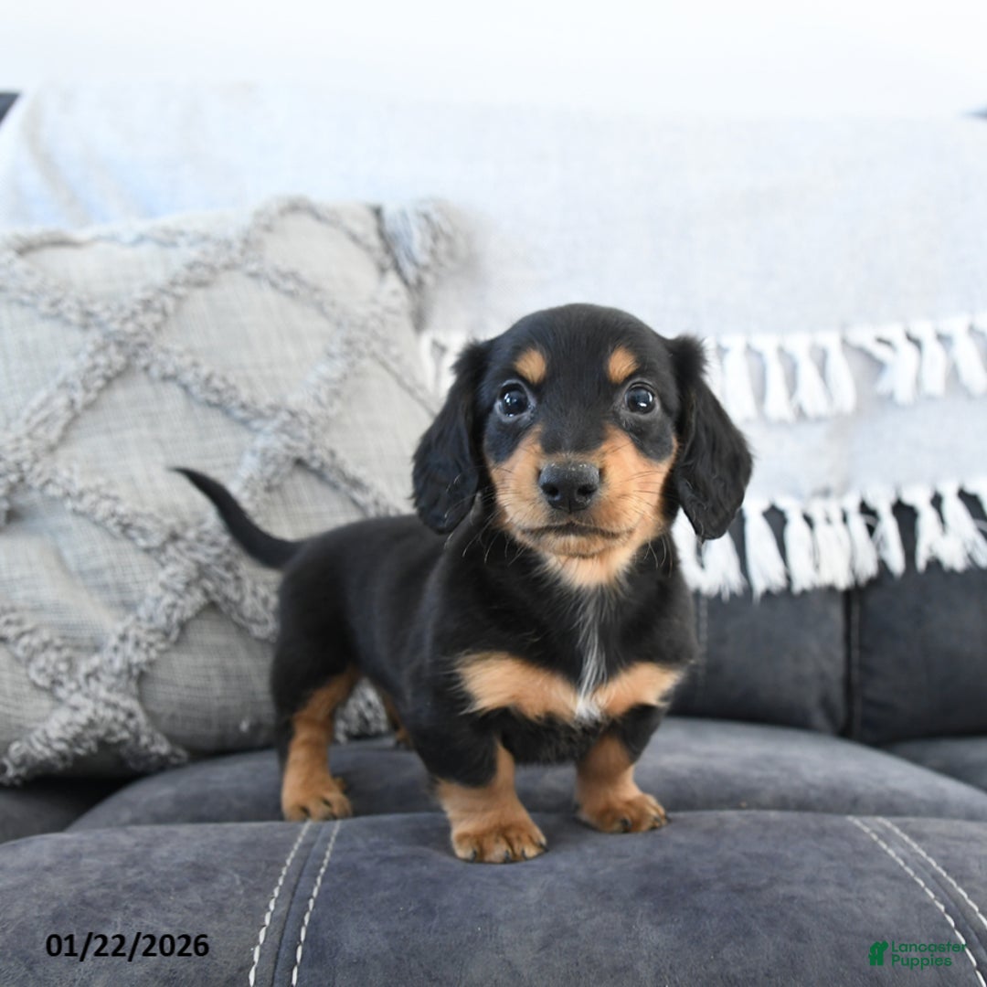 Miniature Dachshund dogs for sale: Lance  - Ad 1